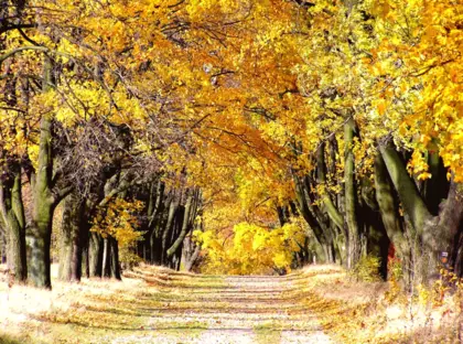 Alei Klonów w Złotym Potoku